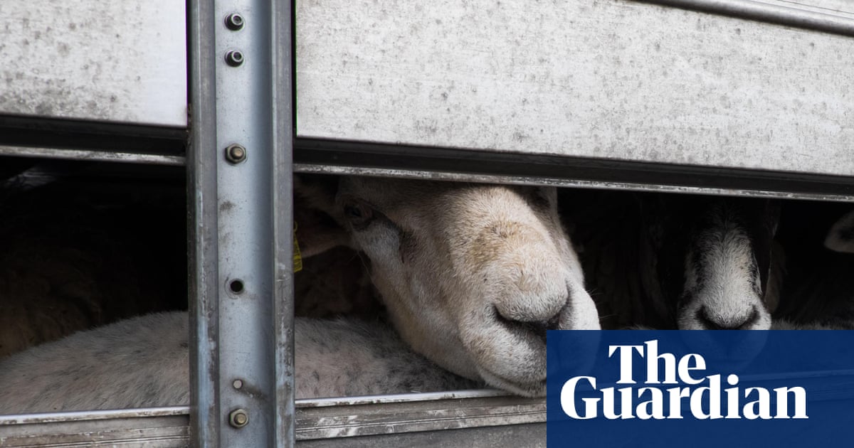 Two hundred sheep killed in truck fire in remote NSW | New South Wales