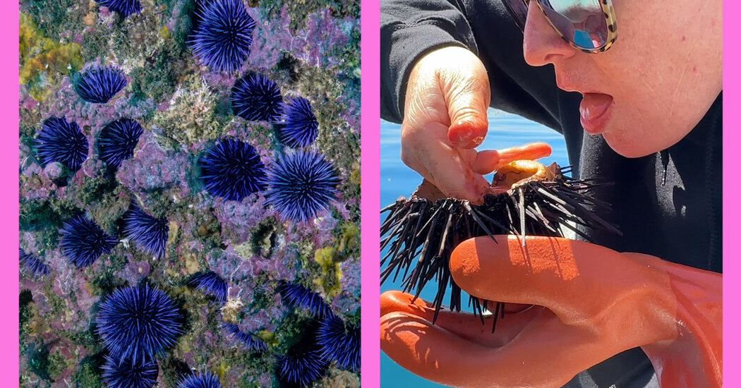 How to Cure My Sex Drive? Dive for Sea Urchins.