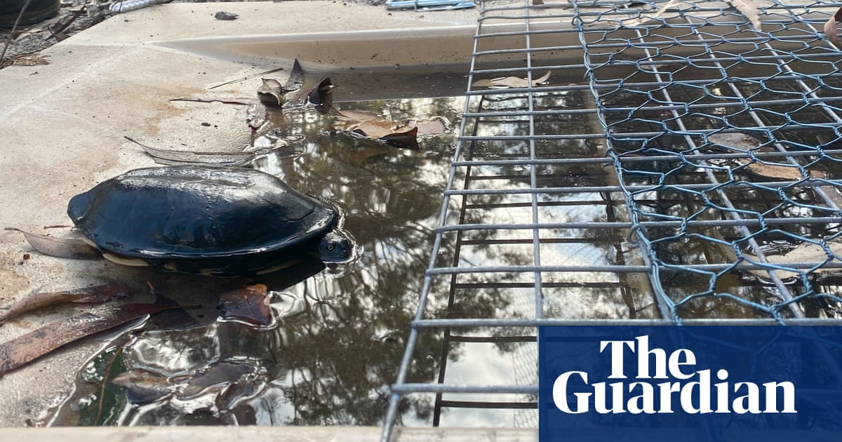 How Australian conservationists’ tunnel vision lets turtles swim to freedom | Australia news