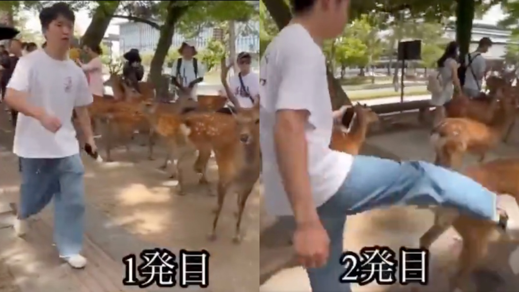 Viral video of man kicking Japan's 'divine messenger' deer prompts local crackdown