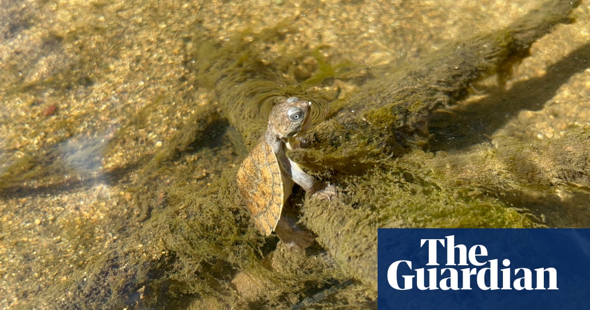 Bottom-breathing turtle among Queensland endangered species under threat from invasive fish | Environment