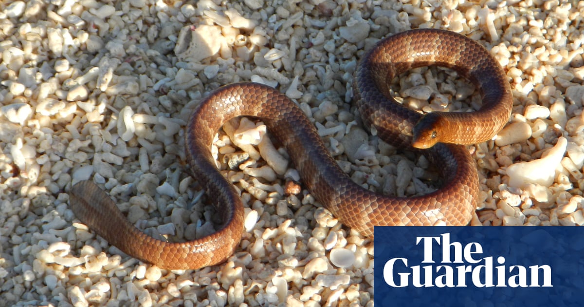 Urgent review of Woodside billion-dollar WA gas project needed to protect threatened snake, government advisers say | Endangered species