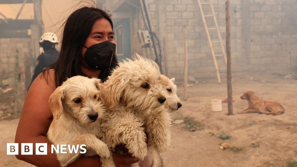 Dancing, a drink and dogs : Photos of the week