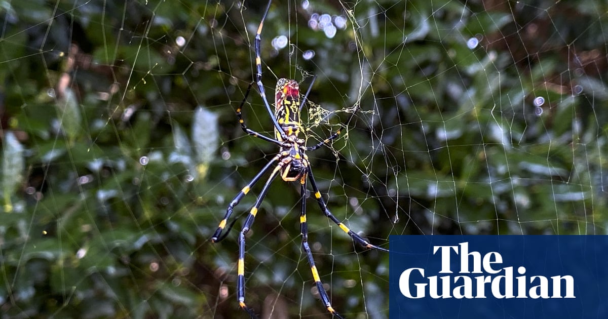 Giant, invasive joro spiders spotted for first time in Pennsylvania | US news