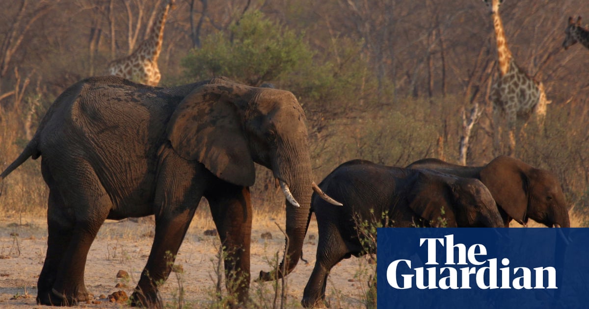 Zimbabwe orders cull of 200 elephants amid food shortages from drought | Zimbabwe