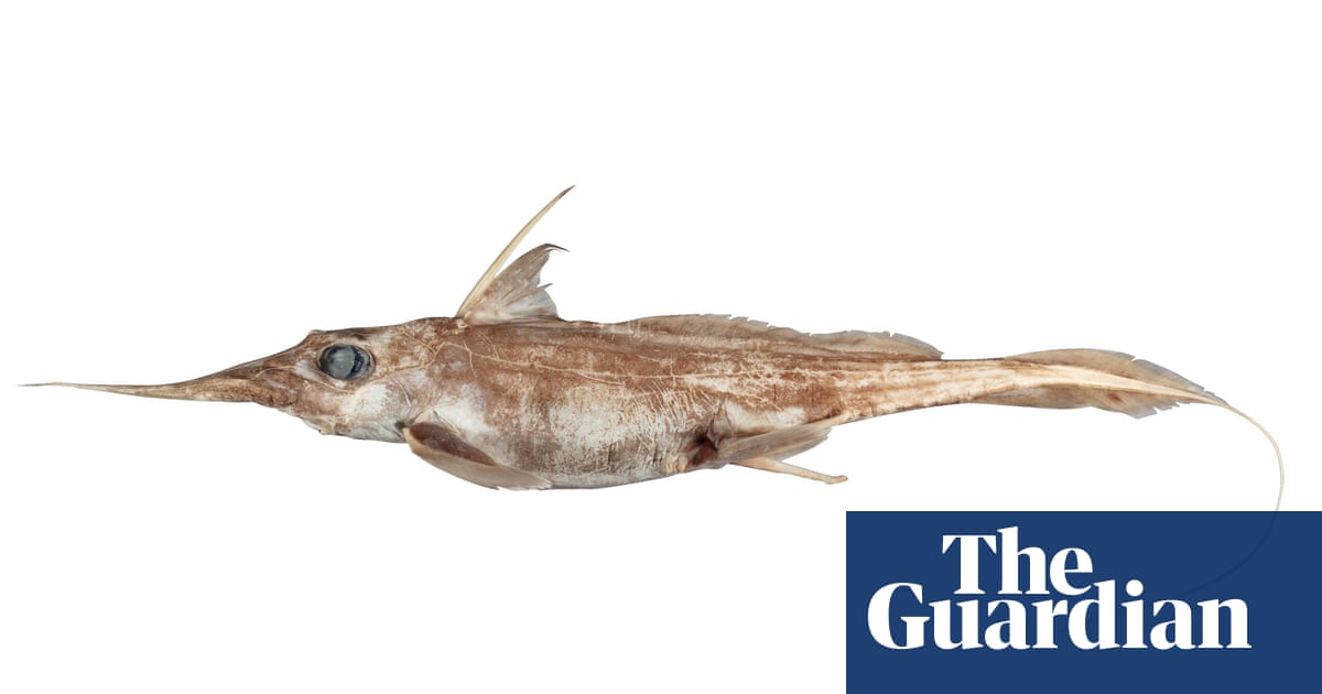 New ghost shark species with unusually long nose discovered in deep seas off New Zealand | New Zealand