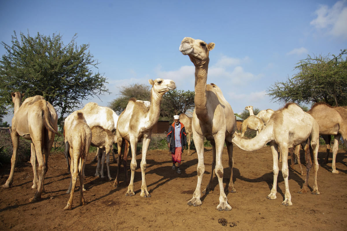 Drought forces Kenya's Maasai and other cattle herders to consider fish and camels