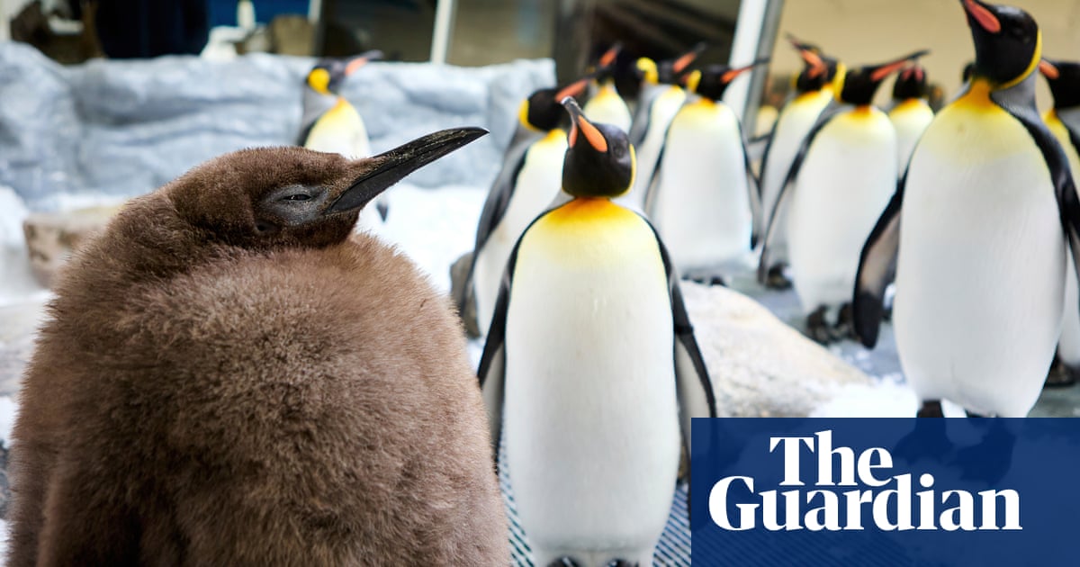 ‘Big baby’: Melbourne aquarium’s huge 22.5kg penguin chick Pesto set to slim down after becoming viral star | Melbourne