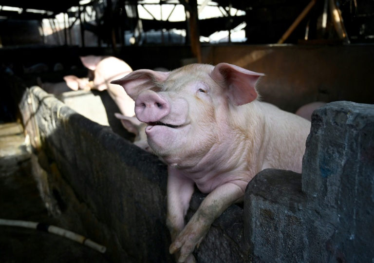 In 2024 alone, between 50,000 and 60,000 pigs were slaughtered across Italy in efforts to contain swine fever (SONNY TUMBELAKA)