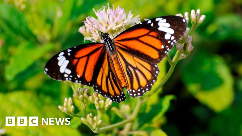 Butterfly thieves handed $200,000 fine in Sri Lanka