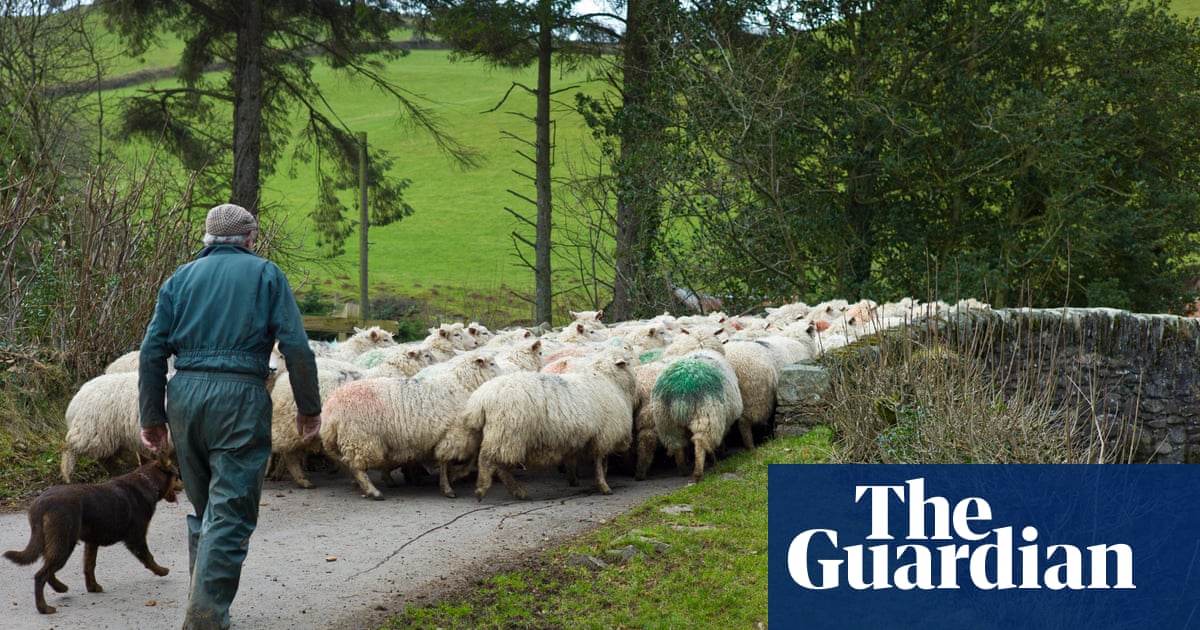 Country Diary 100 years on: sheep and dogs dominate over rabbits and house martins | Environment