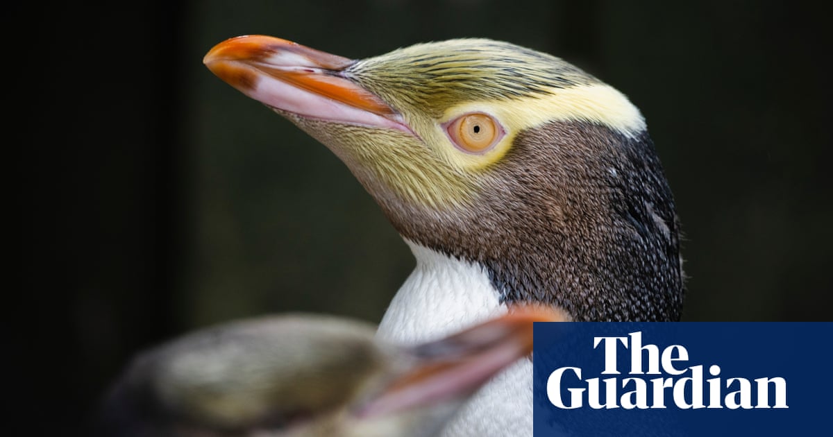 Rare smelly penguin wins New Zealand bird of the year contest | New Zealand