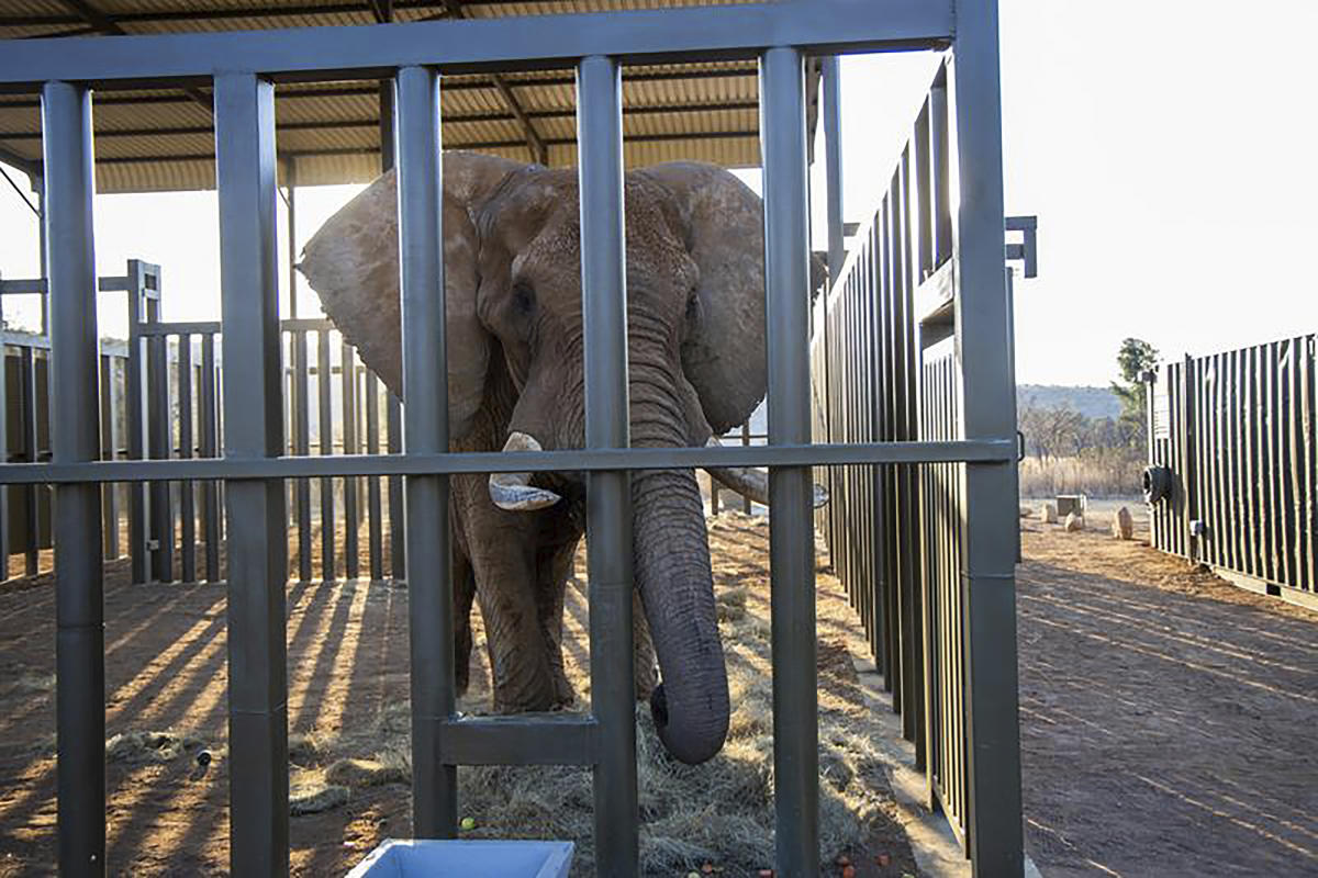 How do you get a grumpy 4-ton elephant to a new home 120 miles away? Call the elephant movers