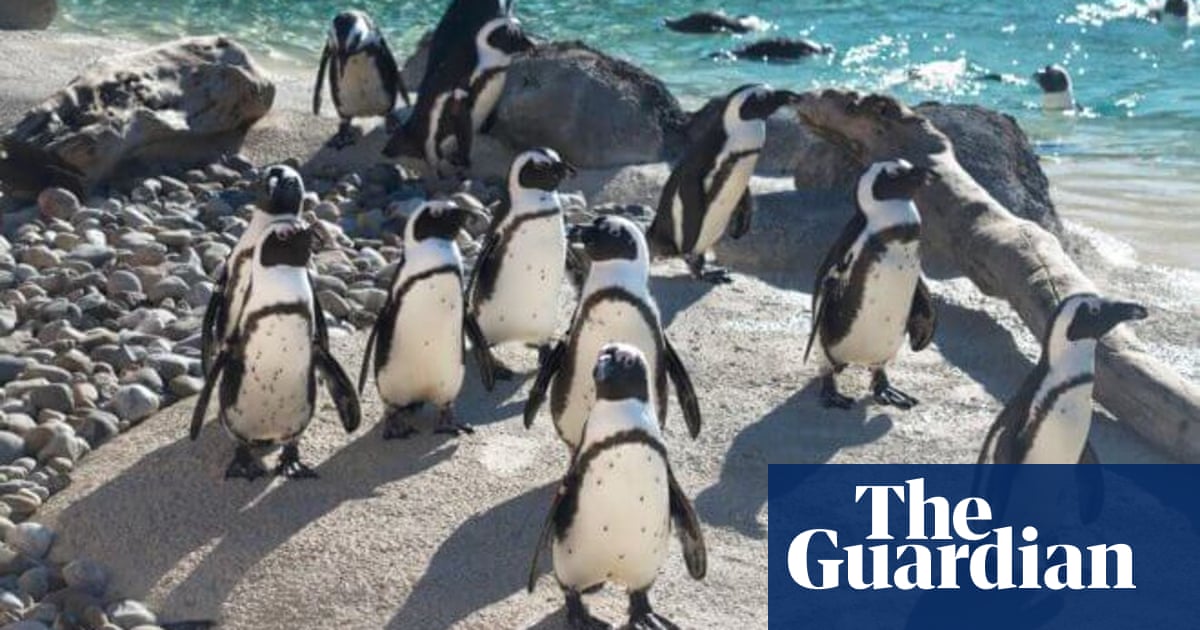 Mr Greedy, the penguin progenitor of more than 200 chicks, dies aged 33 | Maryland