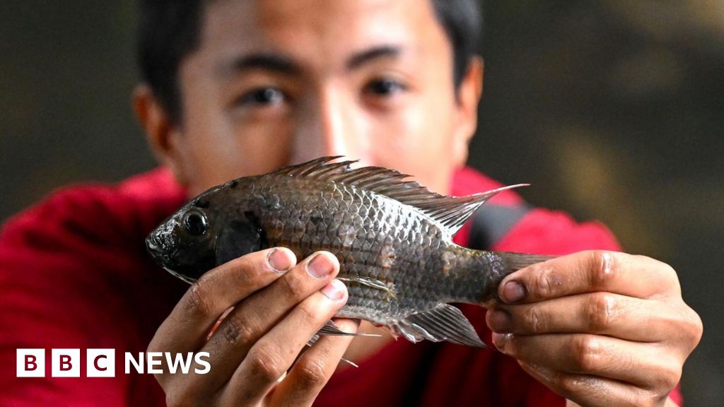 Thailand wages war against invasive blackchin tilapia