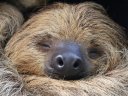 Sloths may be in danger by the end of the century