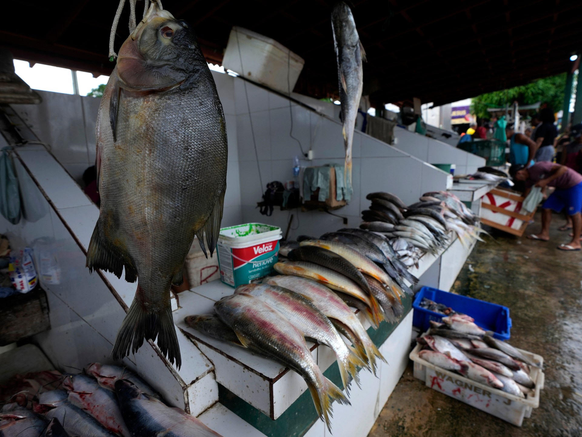 If we want to build a better future, we all need to eat more fish | Environment