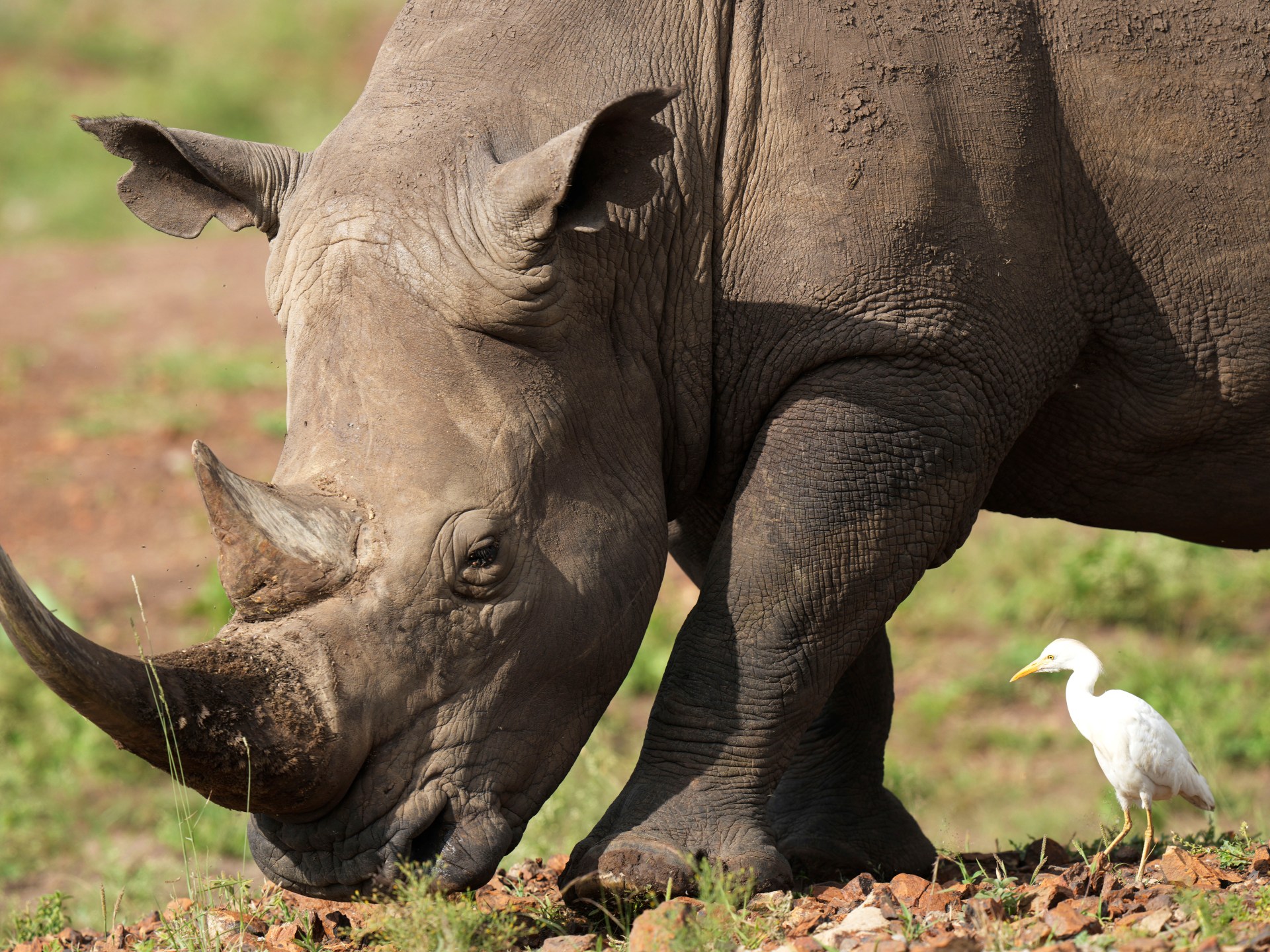 Rhino numbers tick higher, but poachers lurk amid high demand for horns | Wildlife News