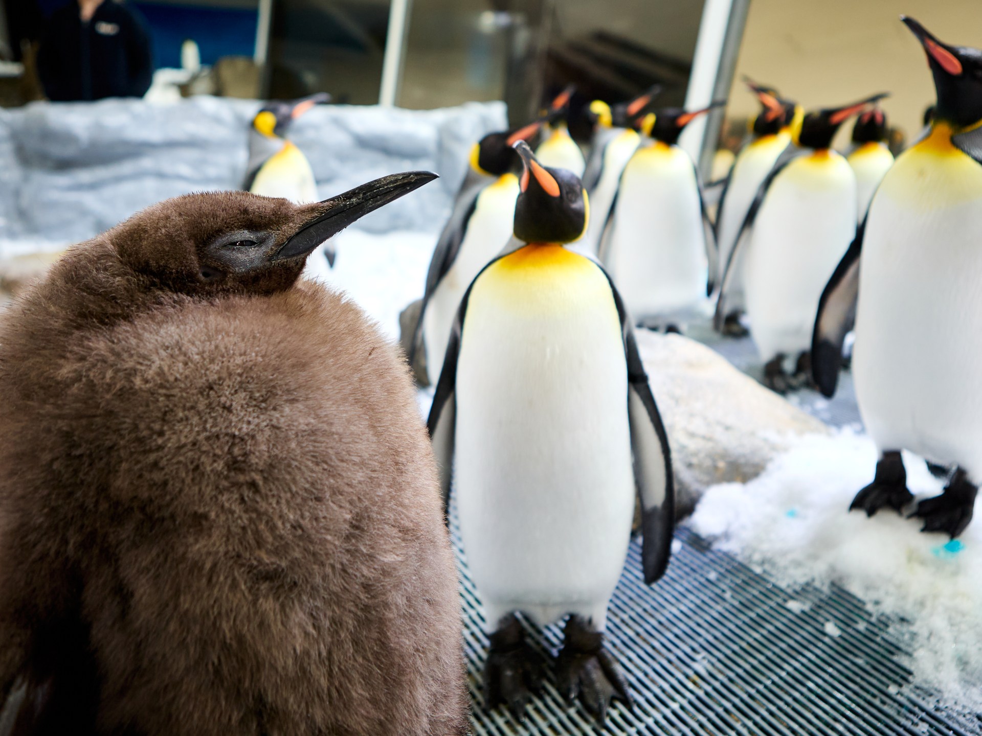 Who is Pesto the penguin and why does everyone love him? | Wildlife News