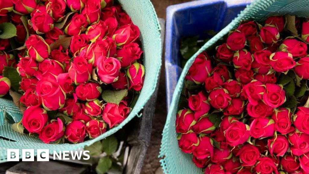 How farmworkers toil to export roses to Europe