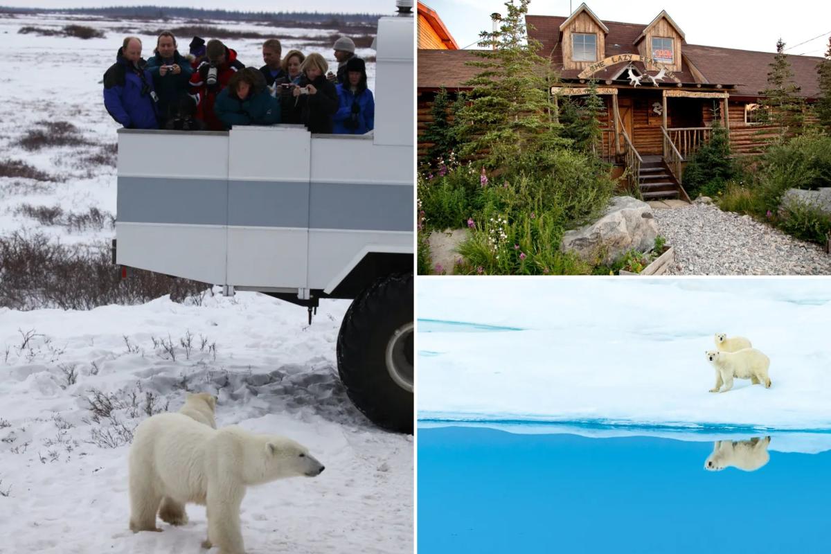 Polar bear safaris put travelers in touch with a dying breed