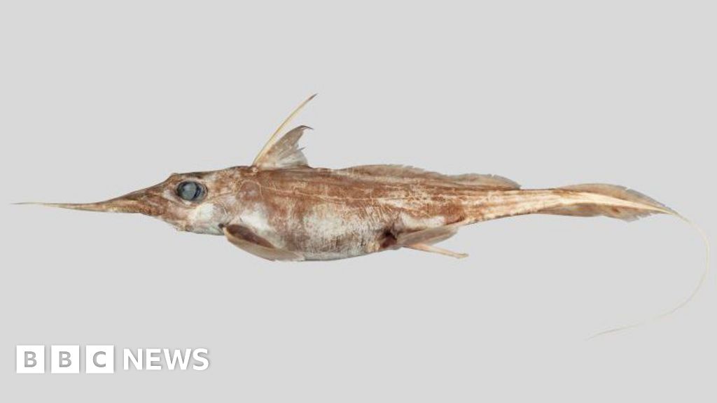 New 'ghost shark' discovered in New Zealand waters