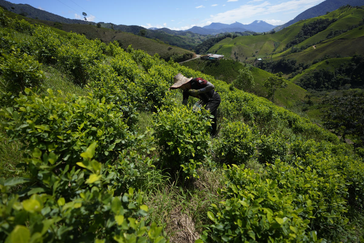 Cocaine trade in the rugged Micay Canyon threatens Colombia's peace efforts