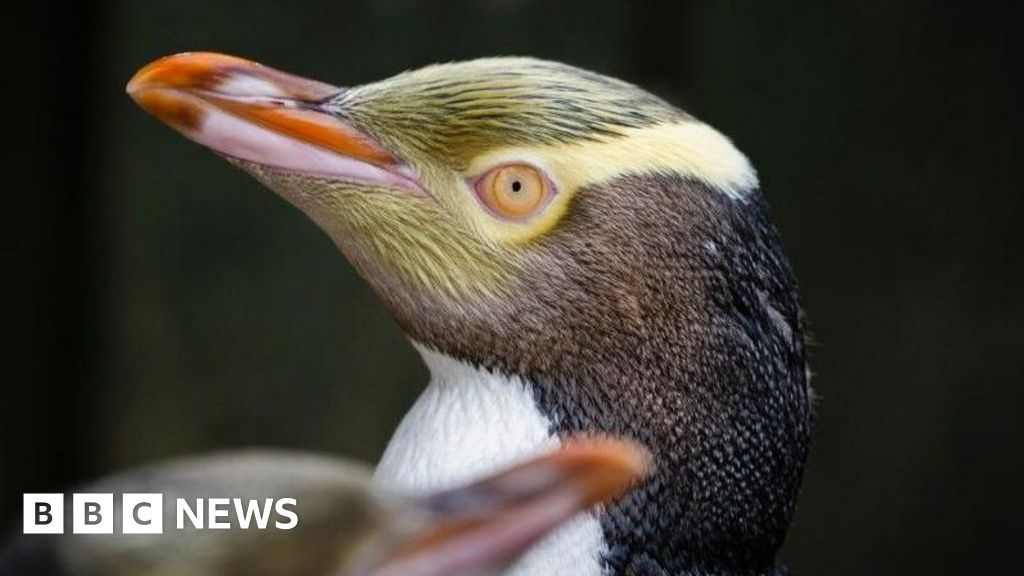 Rare shy penguin wins New Zealand's bird of the year vote