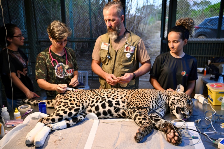 Veterinarian Thiago Luczinski (C), his wife Pollyanna Motinha (L) and collagues treat Itapira, a young female jaguar, at the Nex NoExtinction Institute in Corumba de Goias, Brazil (EVARISTO SA)