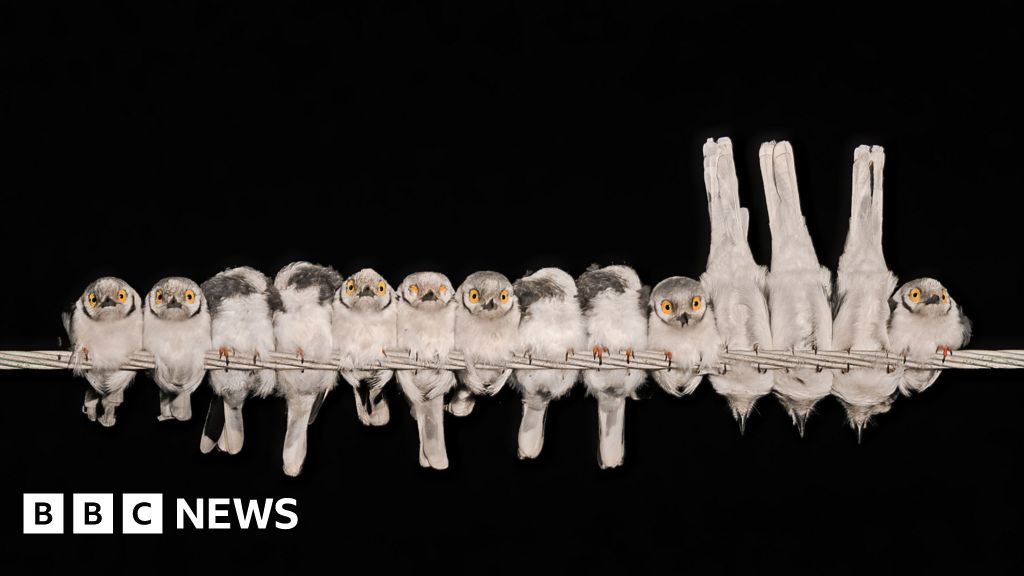 Bird on a wire and other winning photos