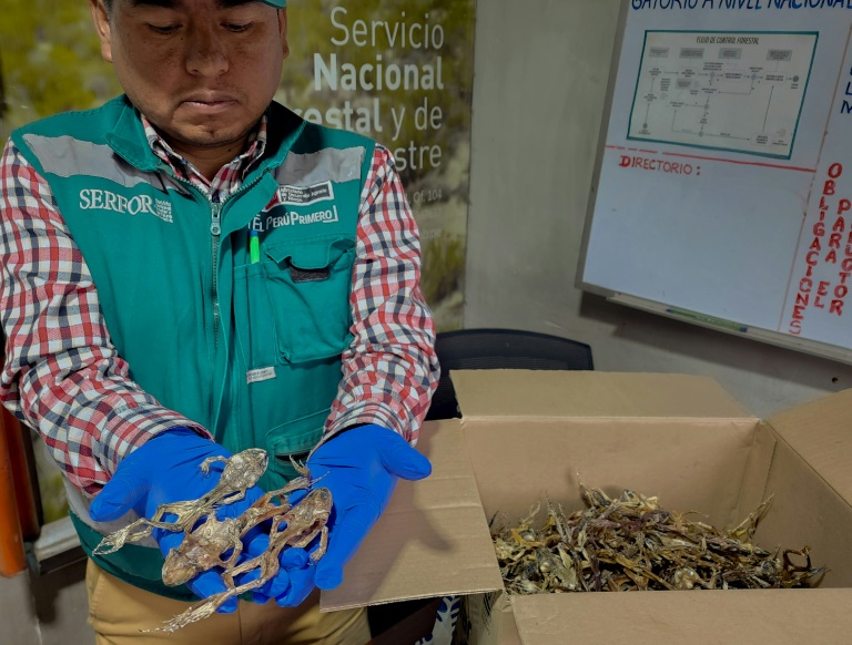 A handout picture distributed on September 5, 2024, by the Peruvian National Forestry and Wildlife Service shows a staffer holding part of a cargo of 390 dissected Lake Titicaca frogs (Telmatobius culeus), seized in Peru