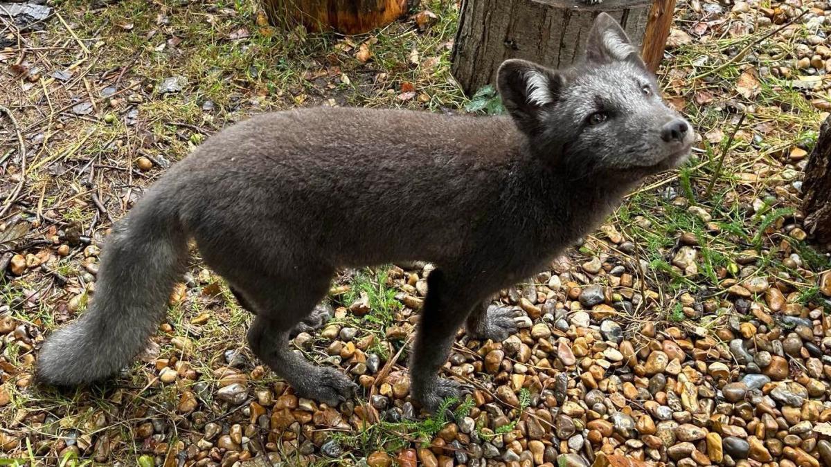 Arctic fox cubs born at Kent wildlife park