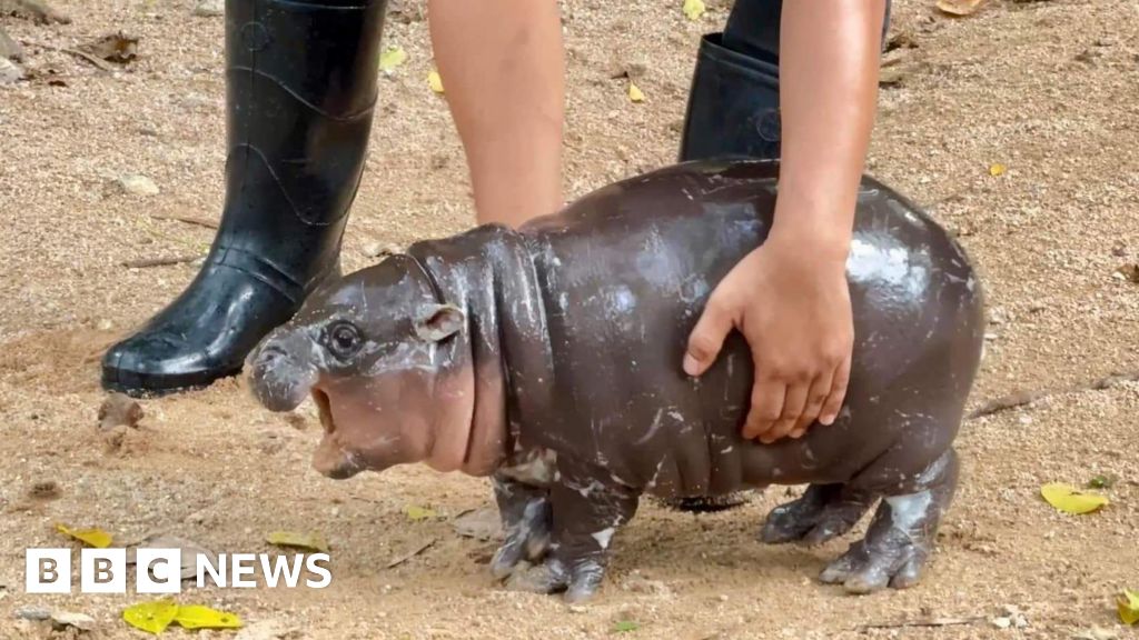 Thailand zoo's celebrity baby hippo