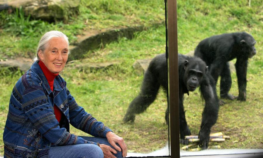 Sandhguru, Mathew McConaughey, Dr. Jane Goodall and Suzanne DiBianca discuss“Leading with Purpose, Building for Legacy” during Dreamforce. Photo Courtesy: Jane Goodall Institute USA