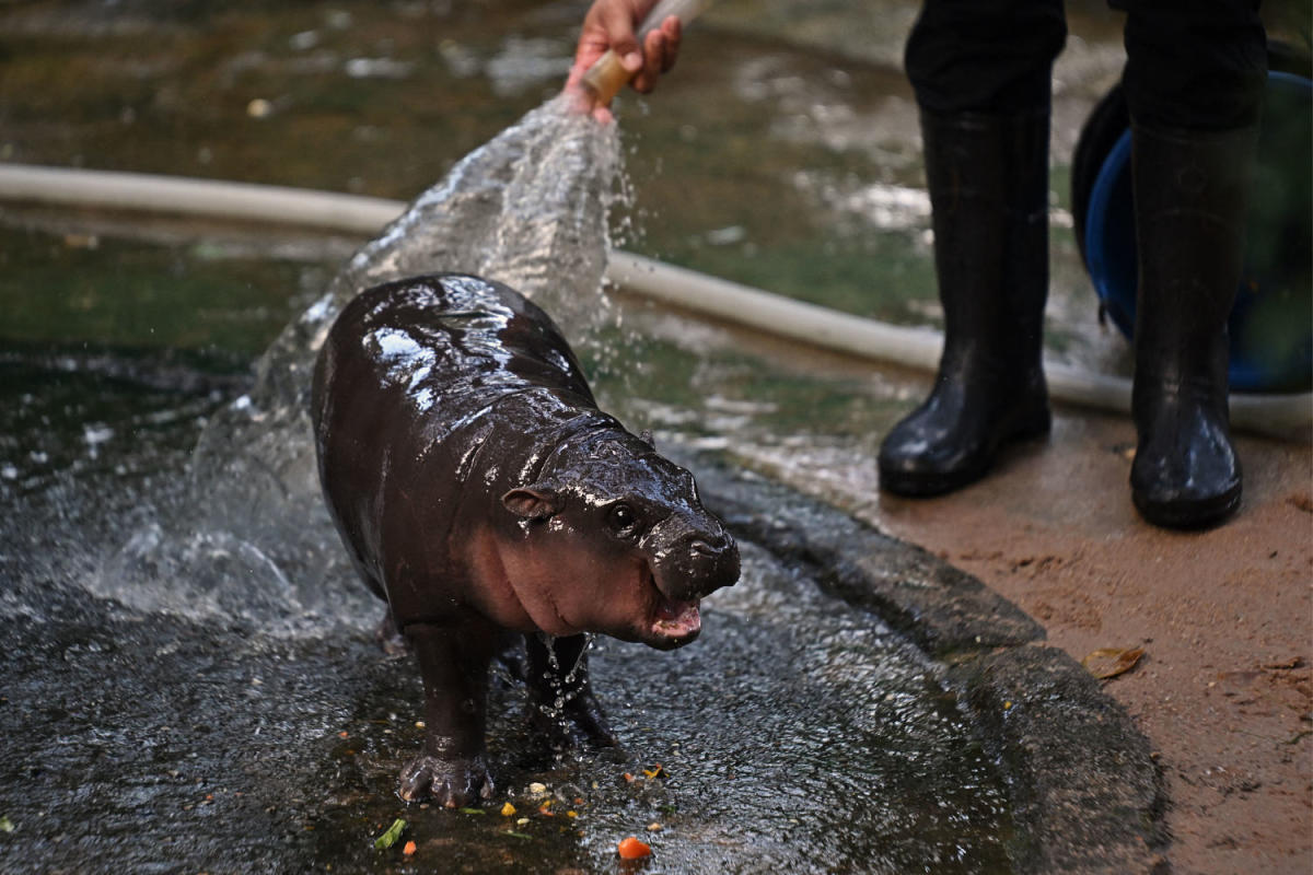 Meet Moo Deng, the baby pygmy hippo who has gone viral