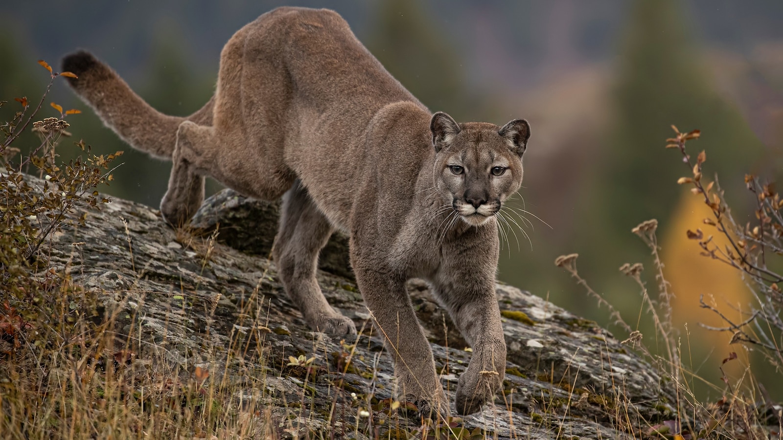 5-year-old attacked by mountain lion during Labor Day family outing to Malibu Creek State Park near Los Angeles