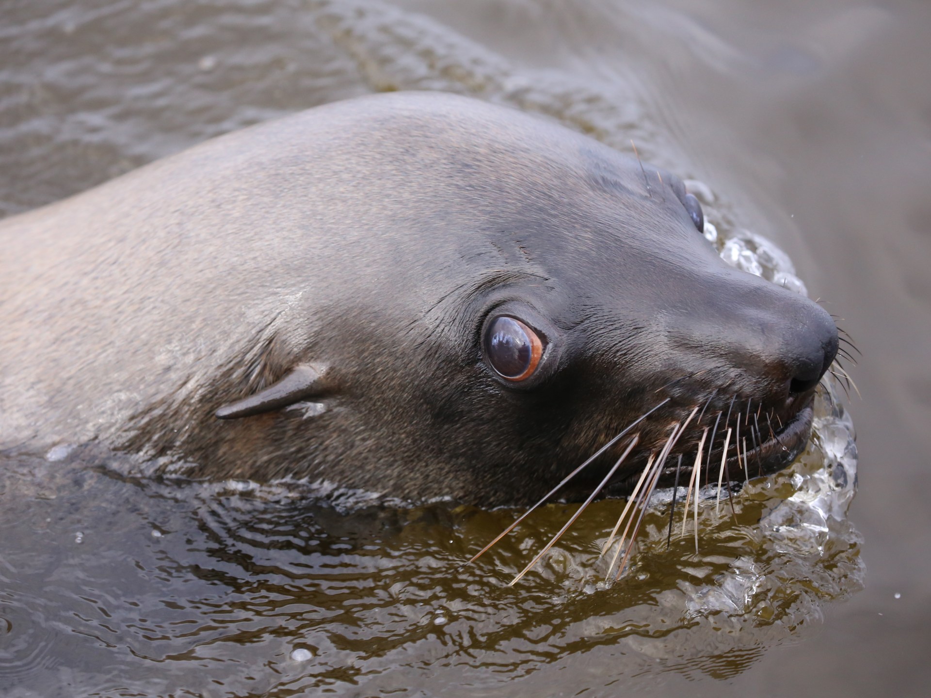 Why are Cape fur seals in South Africa infected with rabies? | Wildlife News