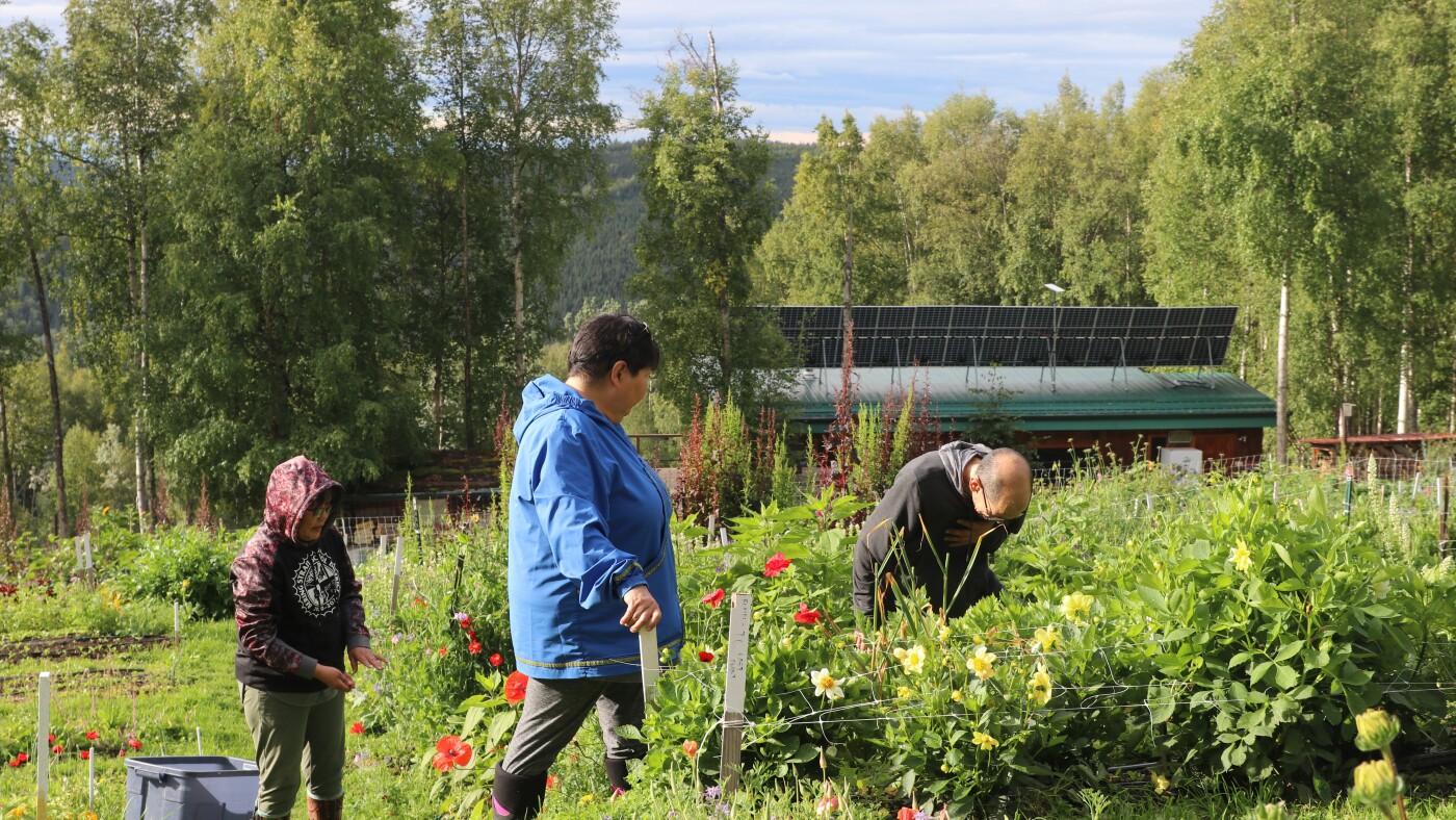 As Alaska warms, this program is training a network of Indigenous farmers : NPR