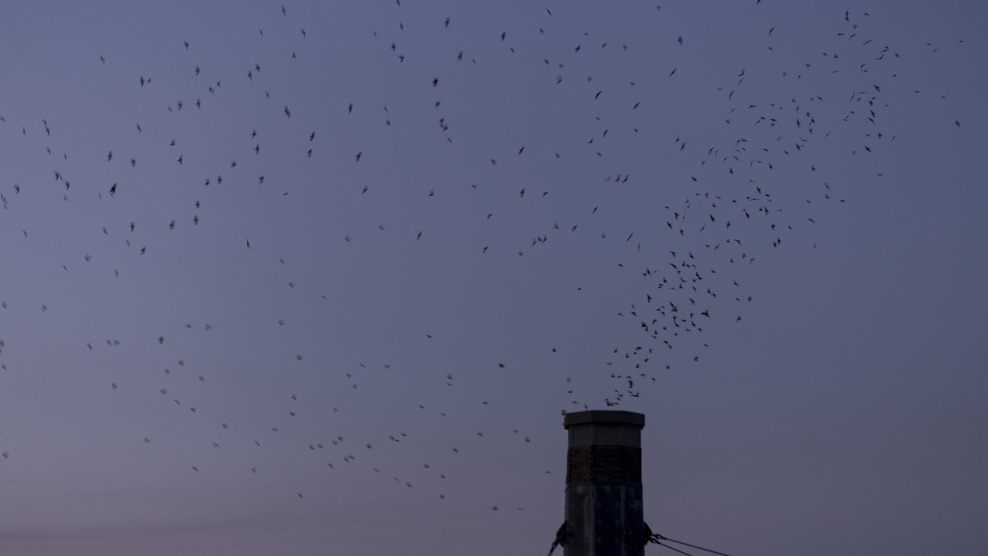 In Portland, Vaux's swifts provide a show as they migrate south : NPR