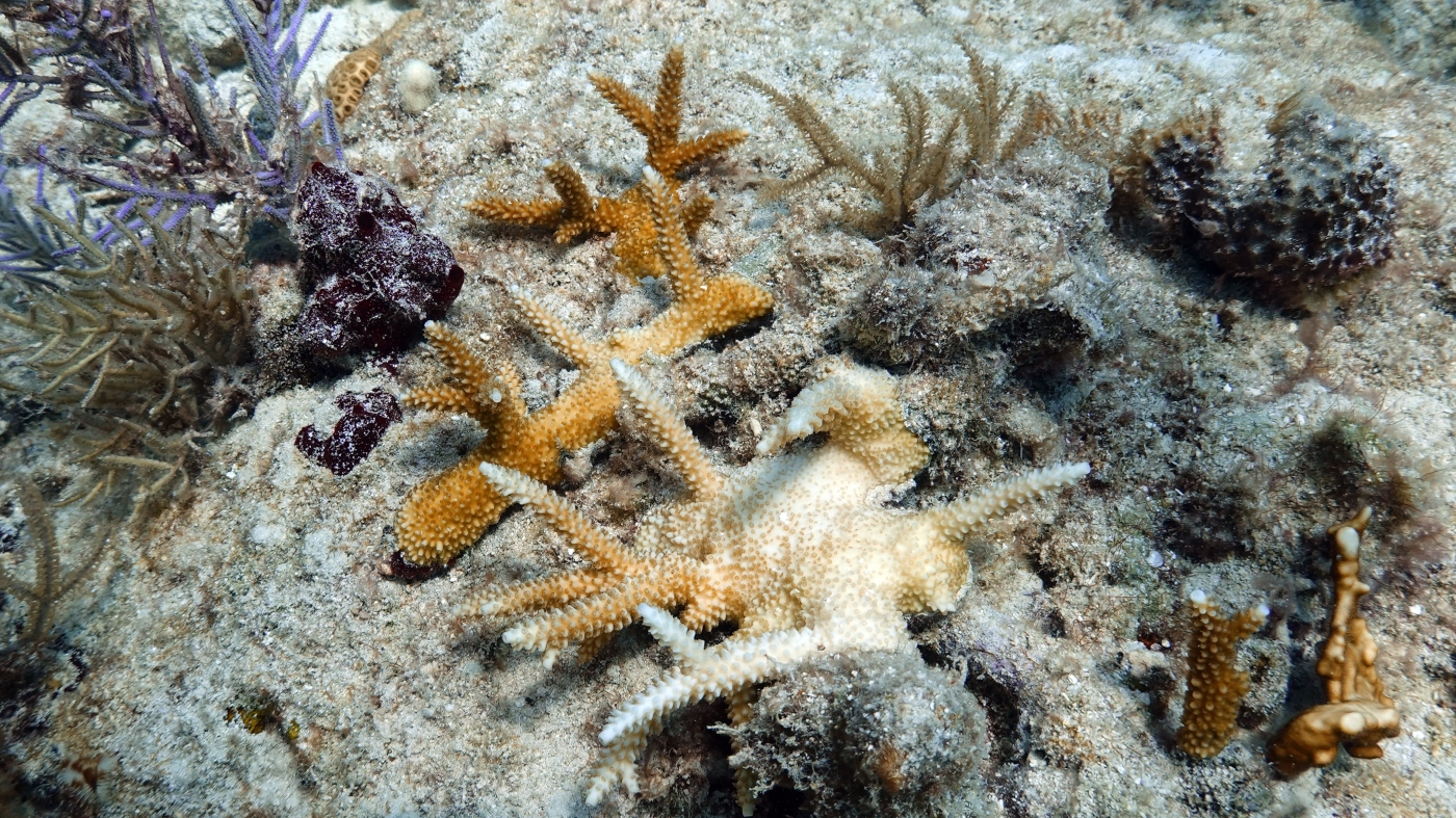 Florida’s coral reefs are still ailing but doing better : NPR