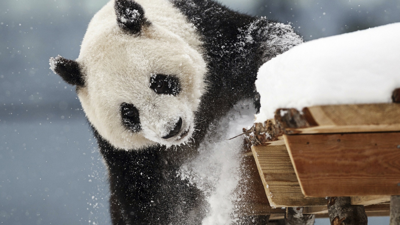 A zoo in Finland is returning pandas to China because they're too expensive to keep : NPR