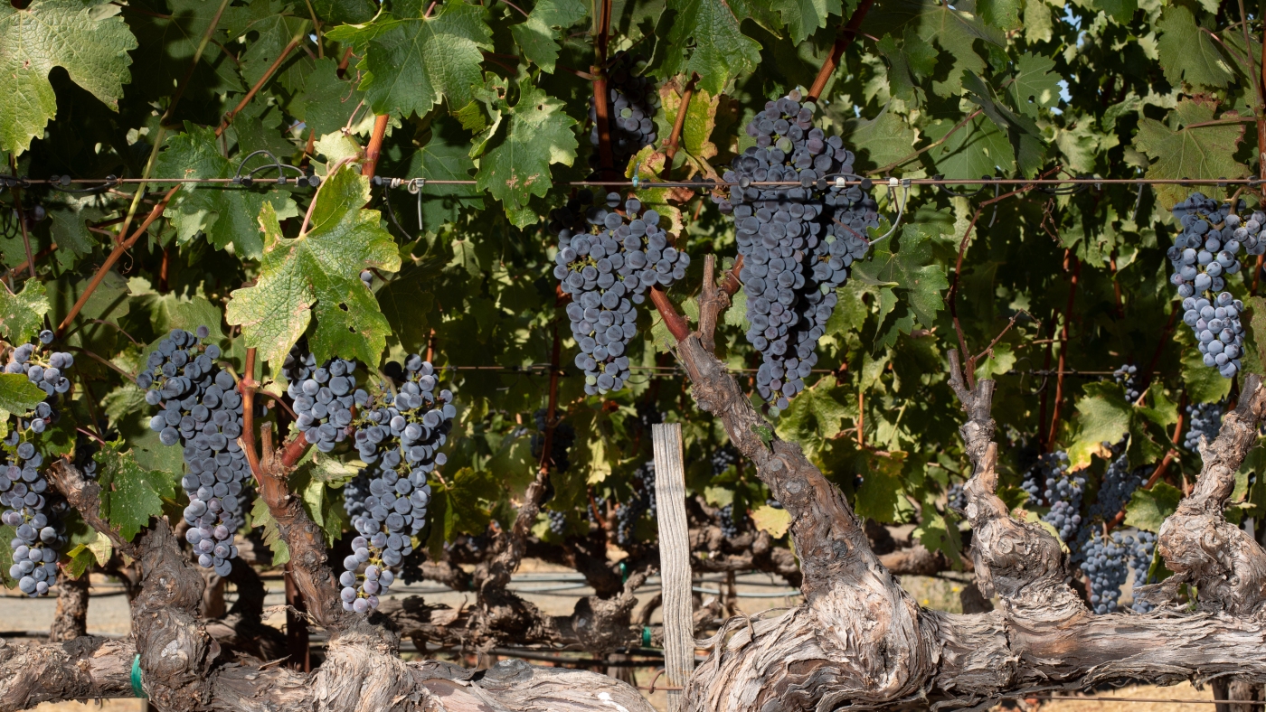 Like cabernet? Climate change could change the way you shop for wine : NPR