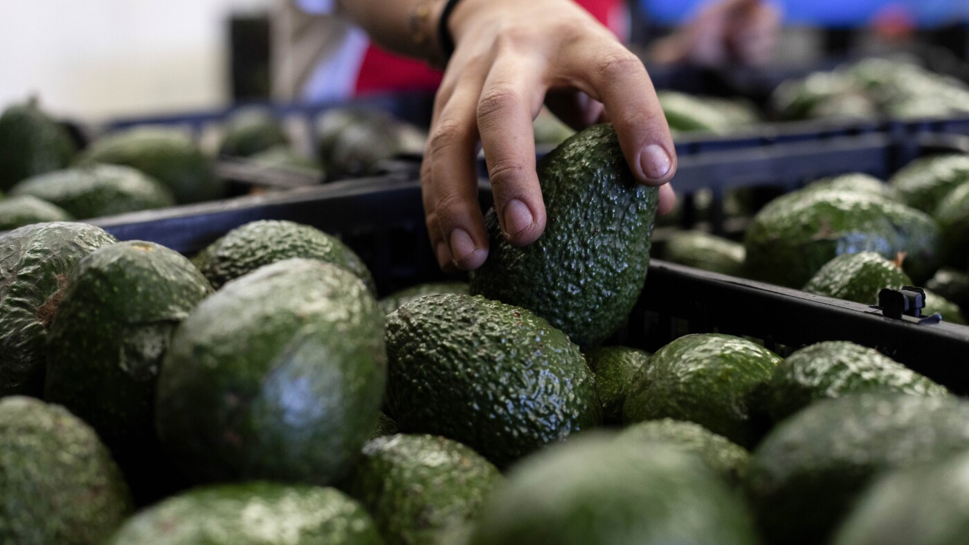 U.S. to hand over pest inspections of Mexican avocados to Mexico and California growers aren't happy : NPR