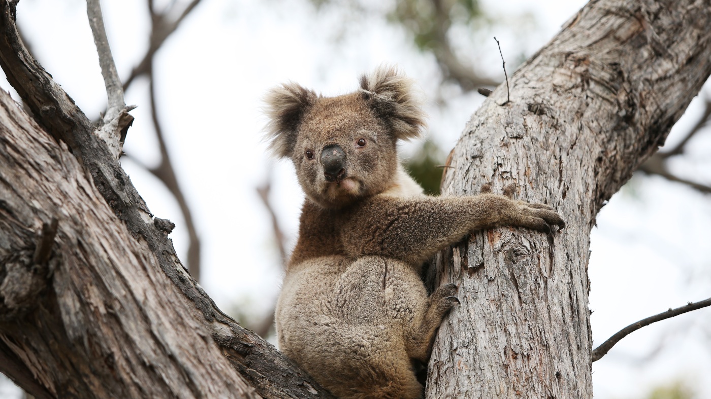 New species added to Australia’s national list : NPR