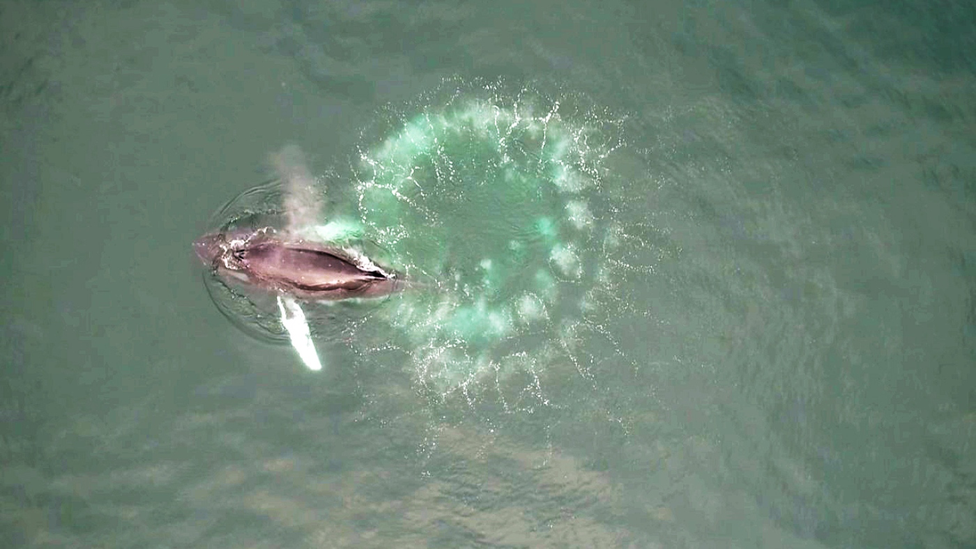 Humpback whales use nets too, but they’re made of bubbles : NPR