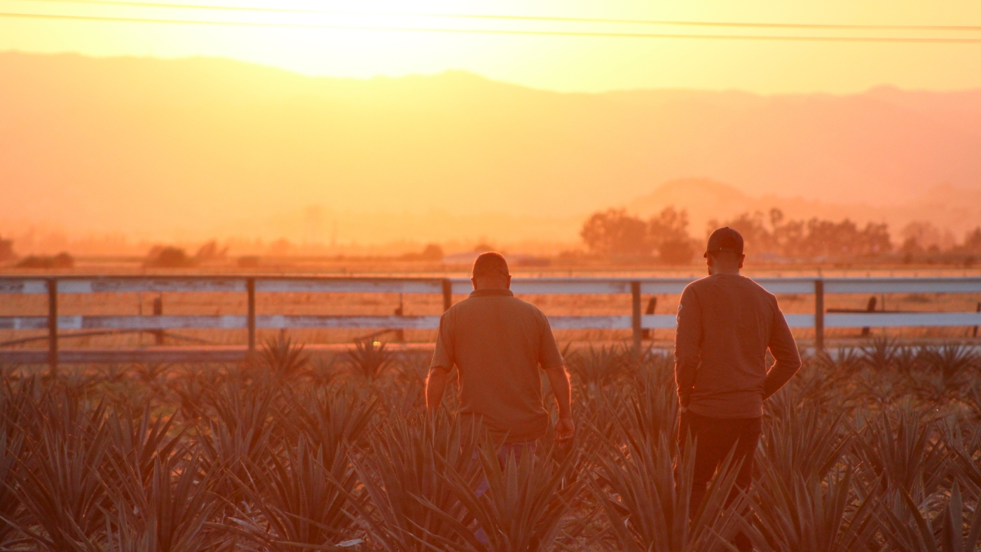 California farmers turn to agave amid drought conditions and climate change : NPR