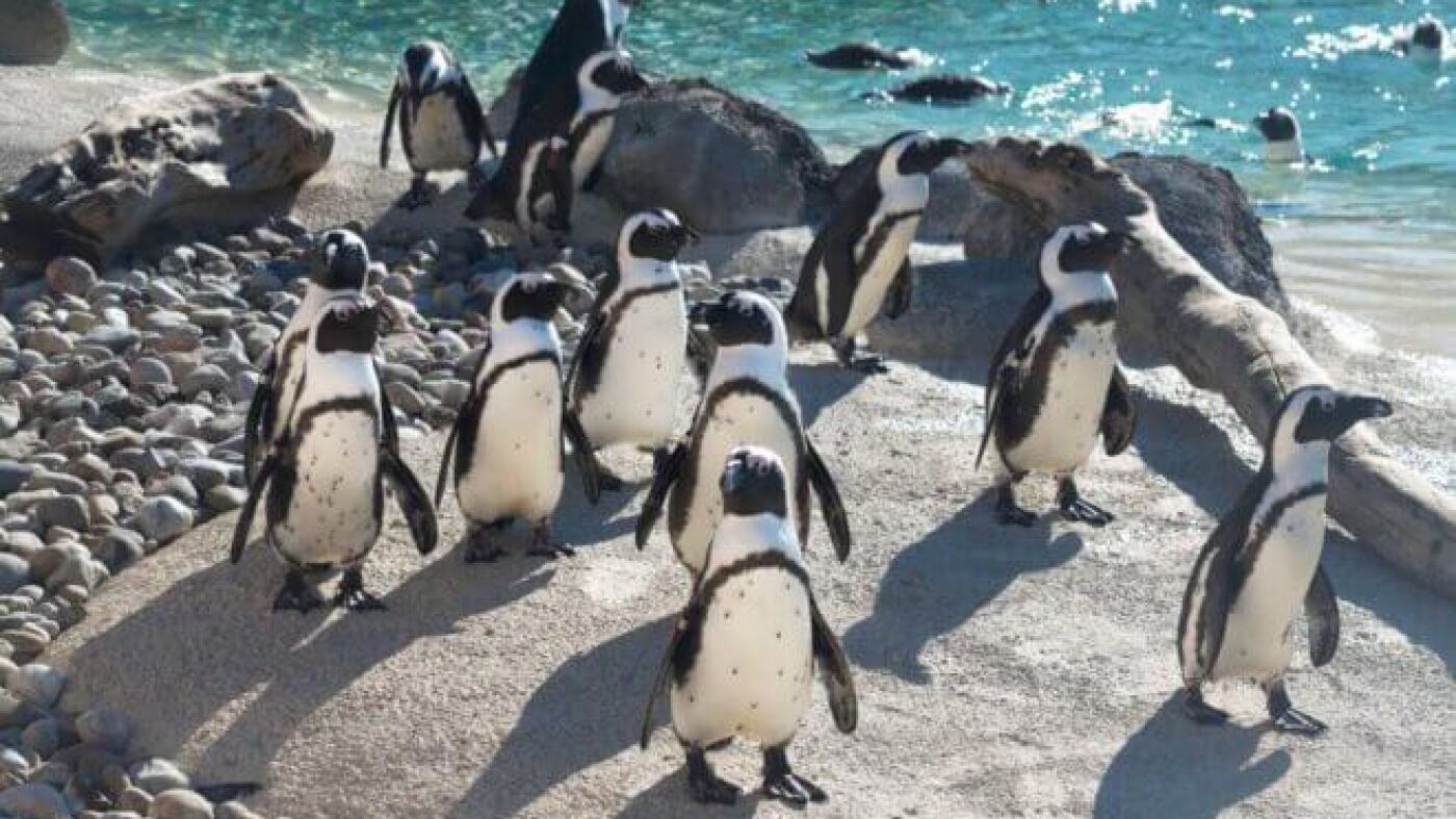 'Mr. Greedy,' African penguin who fathered 230, dies : NPR