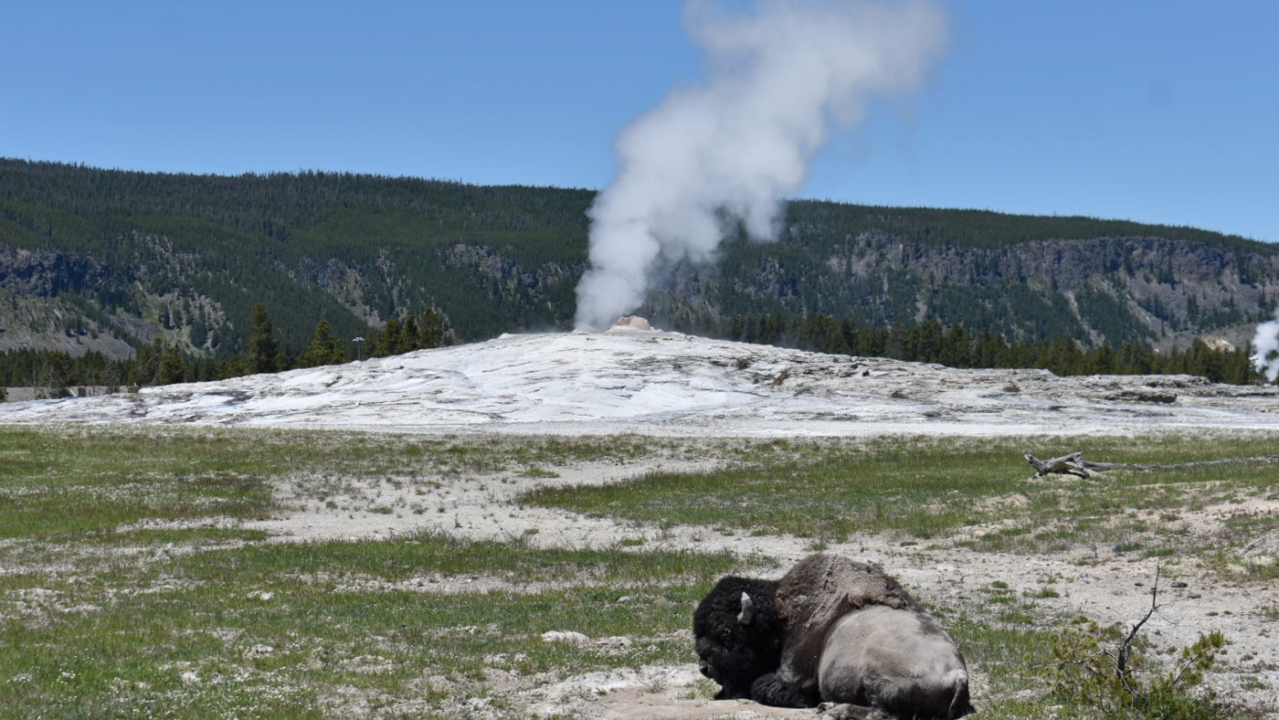 Yellowstone visitor suffers burn injuries after walking off trail : NPR