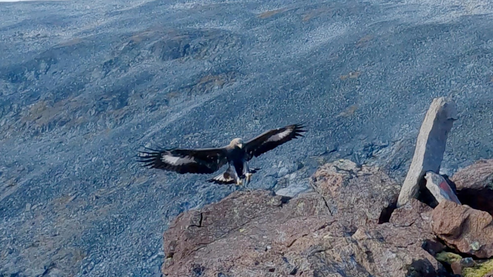 Golden eagle attacks toddler and 3 others in Norway