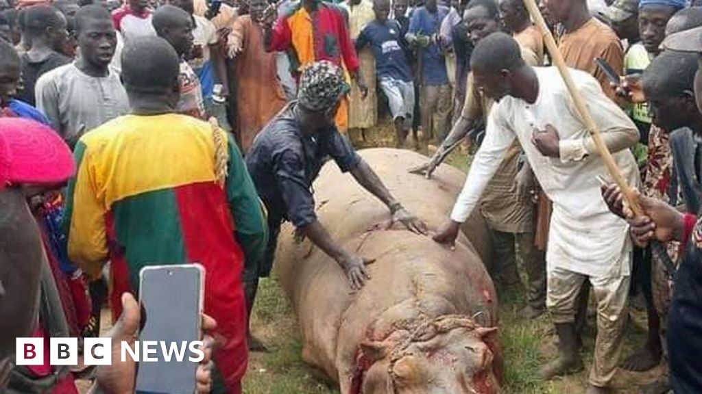 Nigeria town in Kebbi state celebrates after hunting down ‘killer hippo’